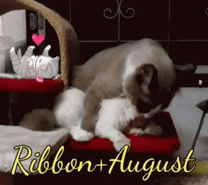 A Couple Of Cats Laying On A Bed With The Words Ribbon + August Written Below Them GIF