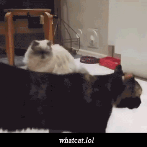 A Couple Of Cats Laying On The Floor With The Words Whatcat.lol On The Bottom GIF