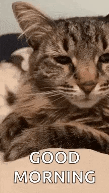 A Couple Of Cats Laying On Top Of Each Other On A Bed With The Words `` Good Morning '' Written On It . GIF
