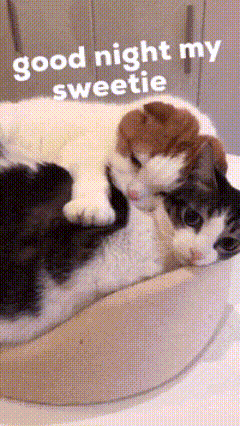 A Couple Of Cats Laying On Top Of Each Other With The Words Good Night My Sweetie Above Them GIF