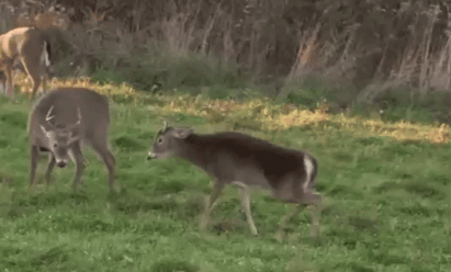 A Couple Of Deer Standing In A Grassy Area GIF