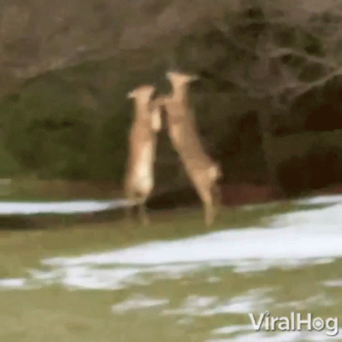 A Couple Of Deer Standing Next To Each Other In A Snowy Field . GIF