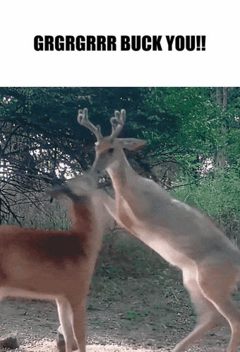 A Couple Of Deer Standing Next To Each Other With The Words Grgrgrrr Buck You On The Bottom GIF