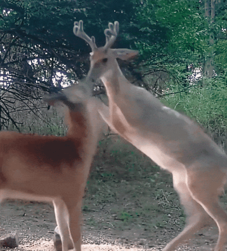 A Couple Of Deer Standing On Their Hind Legs GIF