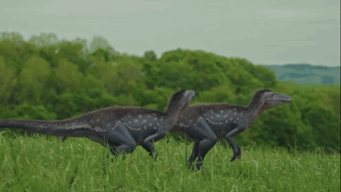 A Couple Of Dinosaurs Running In A Grassy Field GIF