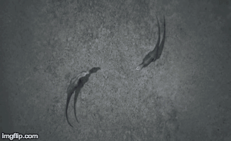 A Couple Of Dinosaurs Standing Next To Each Other With Imgflip.com In The Corner GIF