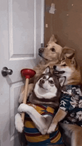 A Couple Of Dogs Are Sitting Next To Each Other Holding A Plunger In Front Of A Door . GIF