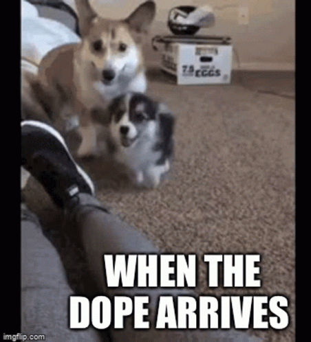 A Couple Of Dogs Standing Next To Each Other On A Carpet With The Caption `` When The Dope Arrives '' . GIF