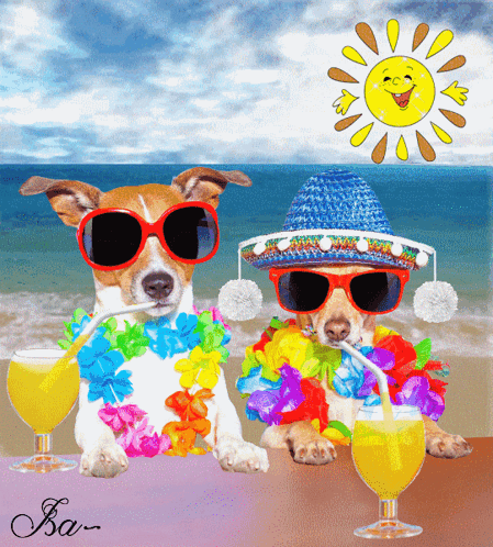 A Couple Of Dogs Wearing Sunglasses And Sombrero Drinking From Glasses GIF