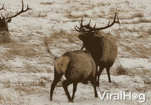A Couple Of Elk Standing In A Snowy Field With Viralhog Written In The Corner GIF