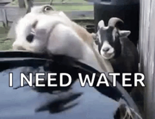 A Couple Of Goats Are Standing Next To Each Other In A Pool Of Water . GIF