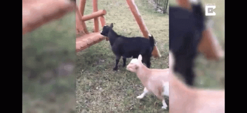 A Couple Of Goats Standing Next To Each Other In A Grassy Field . GIF