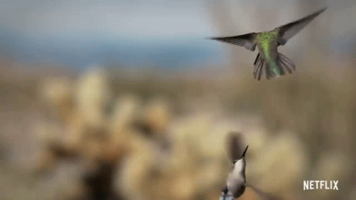 A Couple Of Hummingbirds Are Flying In The Sky . GIF