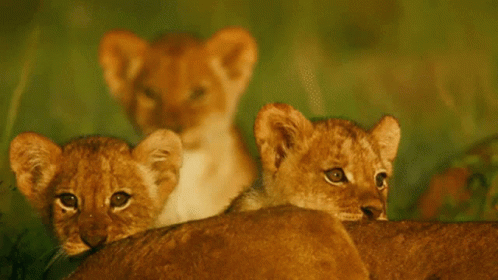 A Couple Of Lion Cubs Laying On Top Of A Lion 'S Back GIF