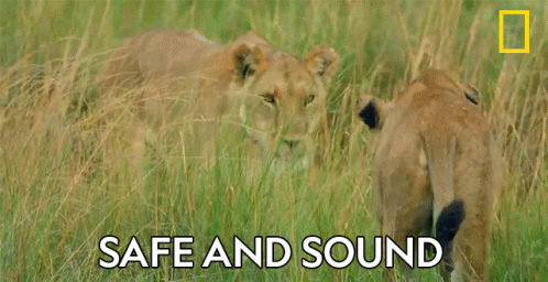 A Couple Of Lions Standing In The Grass With The Words Safe And Sound Above Them GIF