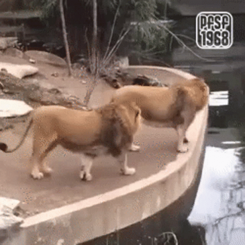 A Couple Of Lions Standing Next To A Body Of Water . GIF