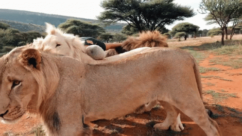 A Couple Of Lions Standing Next To Each Other In A Field With Trees In The Background GIF