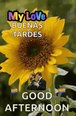 A Couple Of Men Standing Next To A Sunflower With The Words " My Love Buenas Tardes " GIF