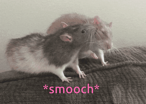 A Couple Of Mice Standing Next To Each Other With The Word Smooch Written Below Them GIF