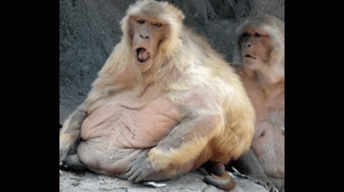A Couple Of Monkeys Sitting Next To Each Other On A Rock . GIF