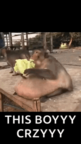 A Couple Of Monkeys Sitting On Top Of A Wooden Table Eating A Banana . GIF