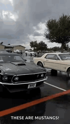 A Couple Of Mustangs Are Parked In A Parking Lot On A Rainy Day . GIF