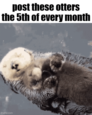 A Couple Of Otters Sleeping Next To Each Other On A Blanket . GIF