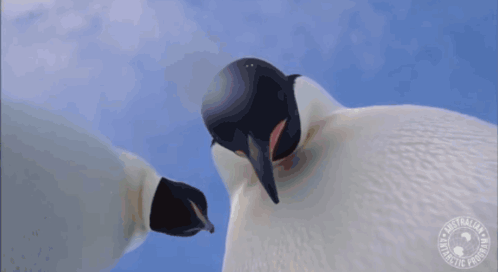 A Couple Of Penguins Standing Next To Each Other With A Logo That Says " Penguins In The Arctic " GIF