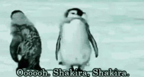 A Couple Of Penguins Standing Next To Each Other With The Words Oooooooh Shakira Shakira GIF