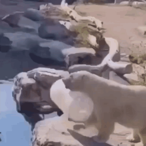 A Couple Of Polar Bears Standing Next To Each Other Near A Body Of Water . GIF