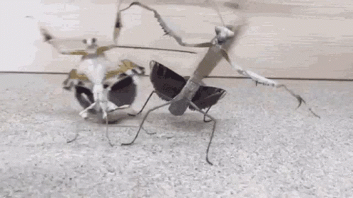 A Couple Of Praying Mantises Standing Next To Each Other GIF