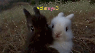 a couple of rabbits standing next to each other with the name ciaraya3
