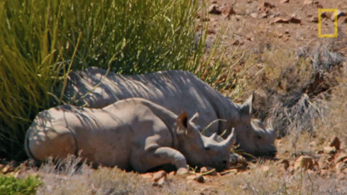 A Couple Of Rhinos Laying In The Grass With A Yellow Square In The Middle GIF