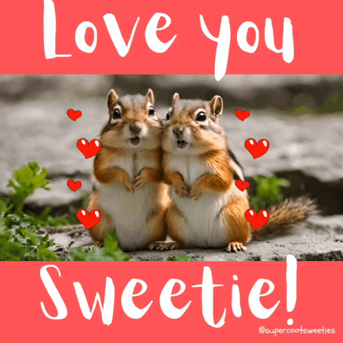 A Couple Of Squirrels Hugging With The Words Love You Sweetie On The Bottom GIF