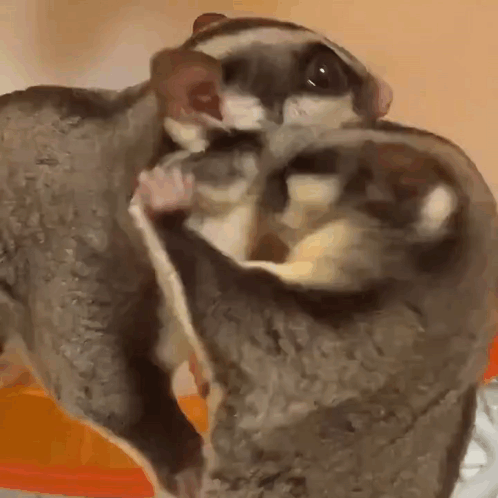 A Couple Of Sugar Gliders Are Sitting Next To Each Other . GIF