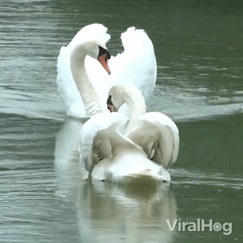 A Couple Of Swans In A Lake With Viralhog Written In The Bottom Right Corner GIF