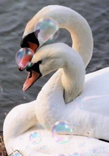 A Couple Of Swans Playing With Soap Bubbles In The Water GIF