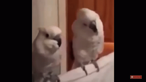 A Couple Of White Birds Standing Next To Each Other On A Ledge . GIF