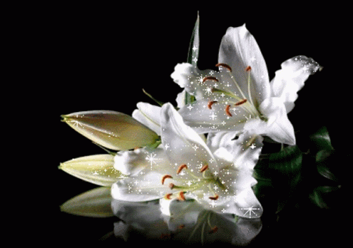 A Couple Of White Flowers On A Black Background With Sparkles GIF