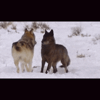 A Couple Of Wolves Standing In The Snow GIF