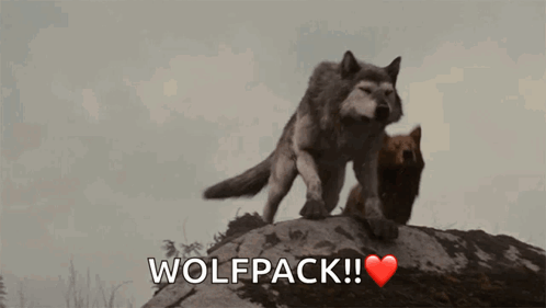 A Couple Of Wolves Standing On Top Of A Rock With The Word Wolfpack Written Below Them GIF