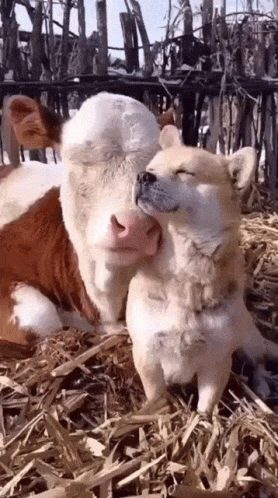 A Cow And A Dog Are Sitting Next To Each Other In The Hay . GIF