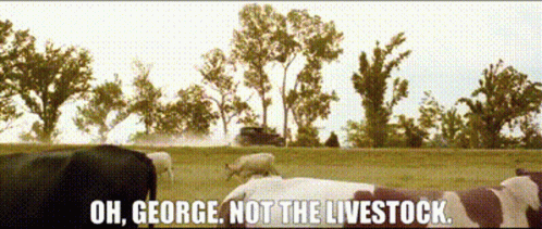 A Cow Is Laying In A Field With The Words Oh George Not The Livestock GIF