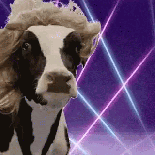 A Cow With A Wig On Its Head Is Standing In Front Of Purple Lights . GIF