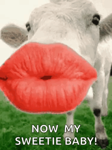 A Cow With Red Lips Is Blowing A Kiss And Says `` Now My Sweetie Baby '' . GIF