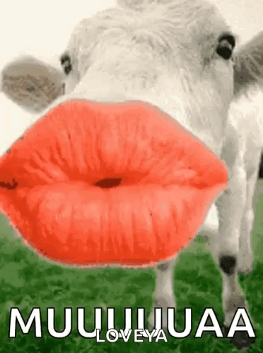 A Cow With Red Lips Is Blowing A Kiss In The Air . GIF
