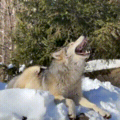 A Coyote Is Laying In The Snow With Its Mouth Open GIF