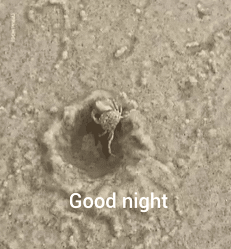 A Crab Is Crawling Out Of A Hole And The Words Good Night Are Above It GIF
