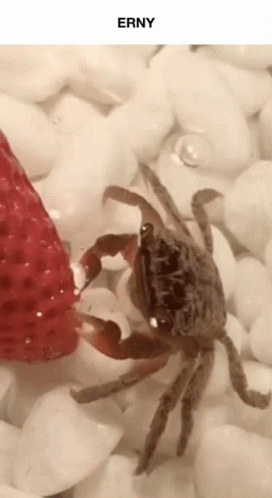 a crab is eating a strawberry on a pile of rocks under the name erny