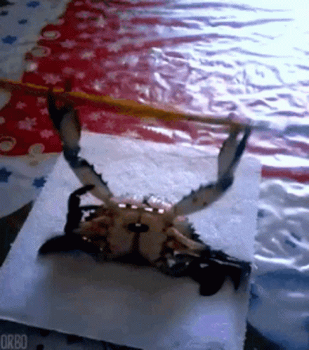 A Crab Is Sitting On A Napkin On A Table GIF